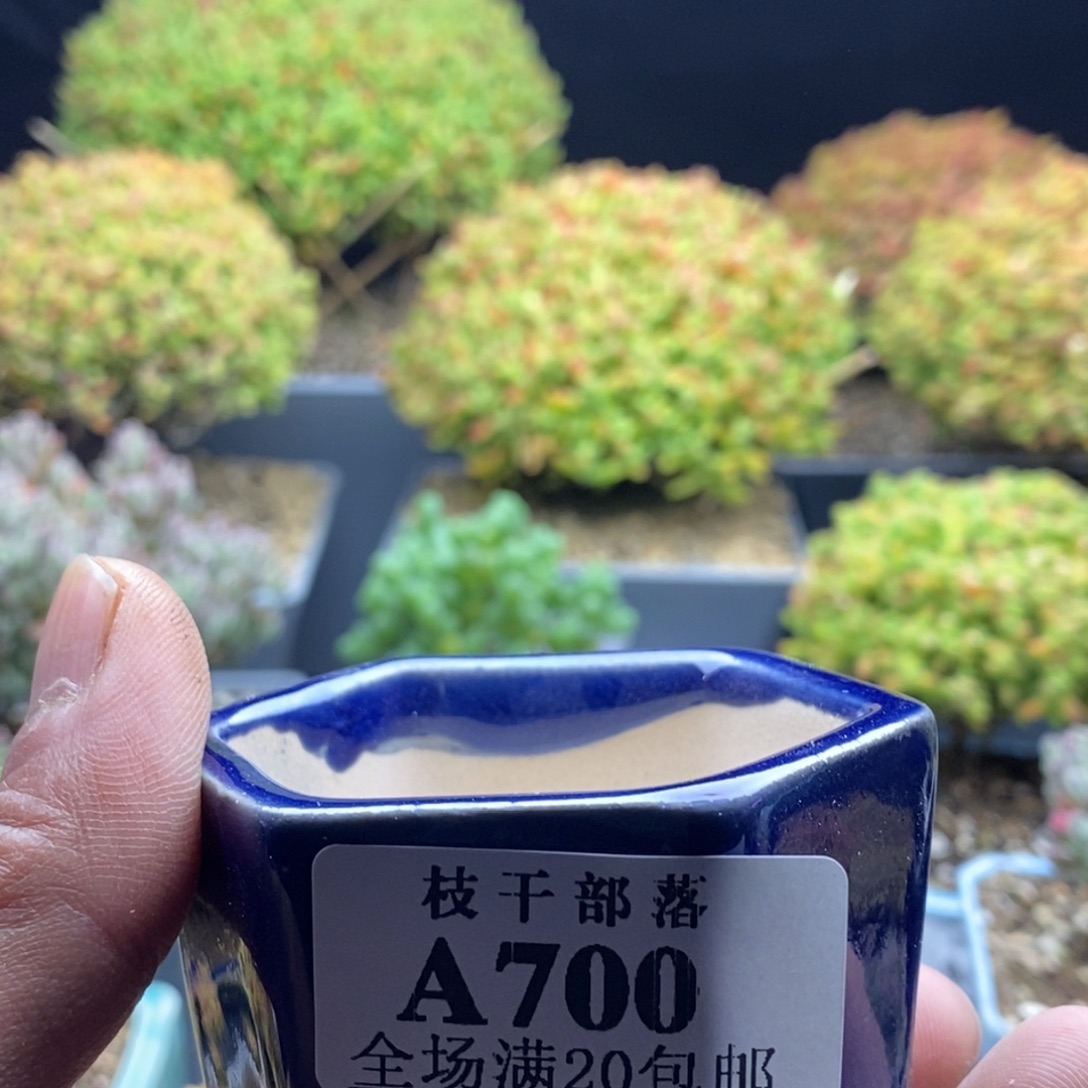 B***n700盆一个。                 