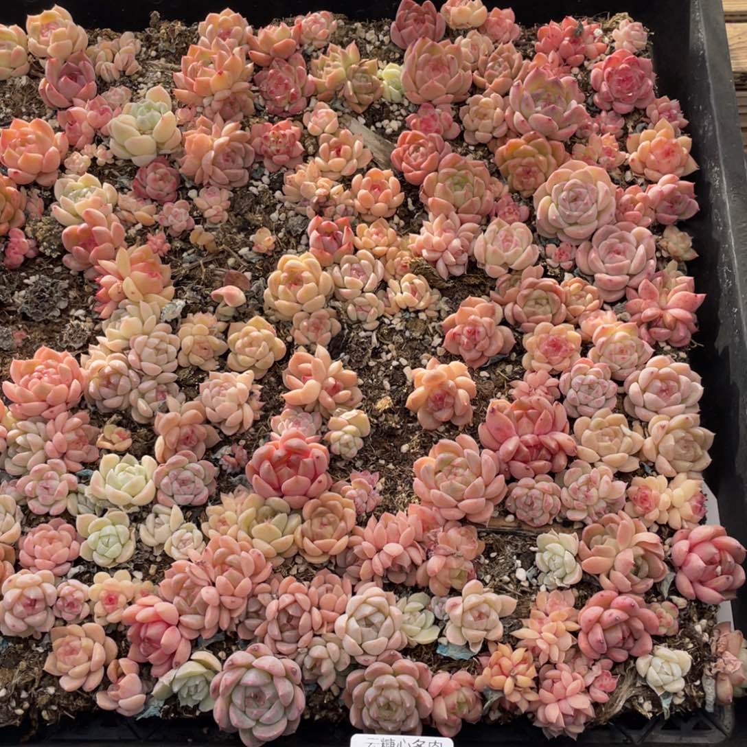 云糖心多肉植物515