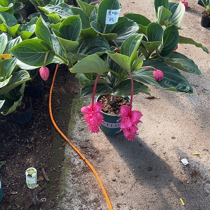 我****少量花朵（建议范围：2朵-5朵 或40%以下）