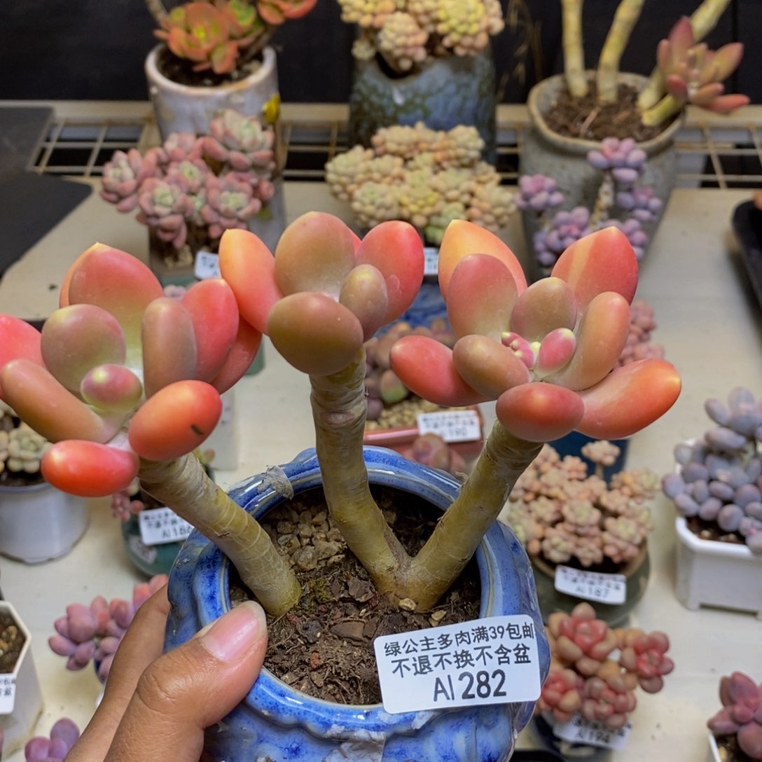 282金蟾多肉整12c m