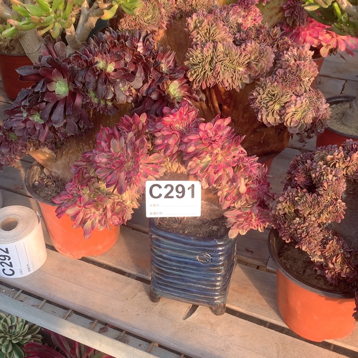 291倾城缀多肉法师