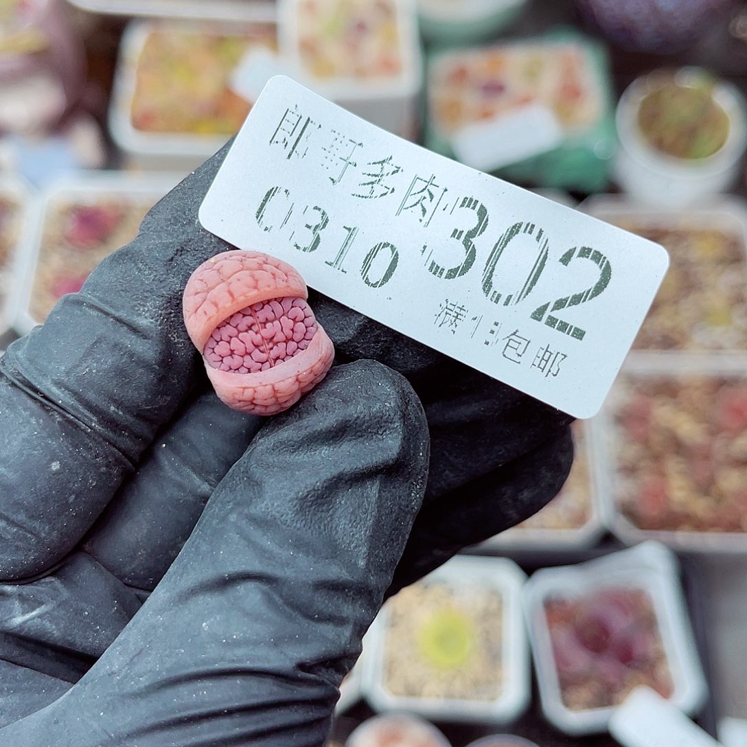 郎哥多肉生石花10-302明珠