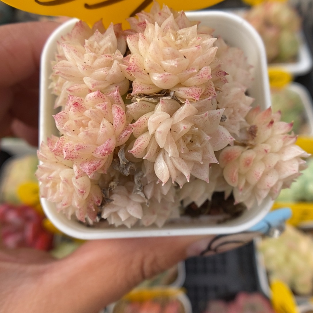 油透朵朵麦秆339号