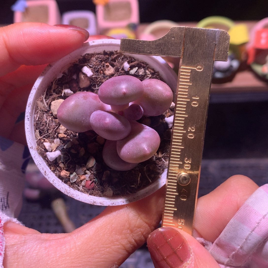 蛋黄奶 不满28发到付，发一片叶，~