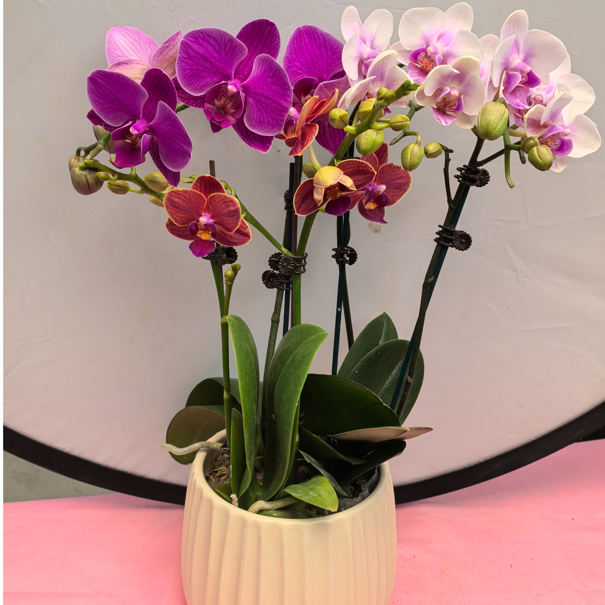 全家福蝴蝶兰 办公室客厅卧室书房大堂摆放鲜活鲜花