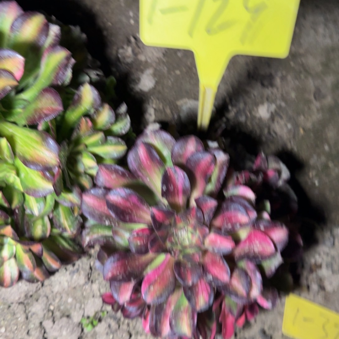 1-129---多头多肉植物