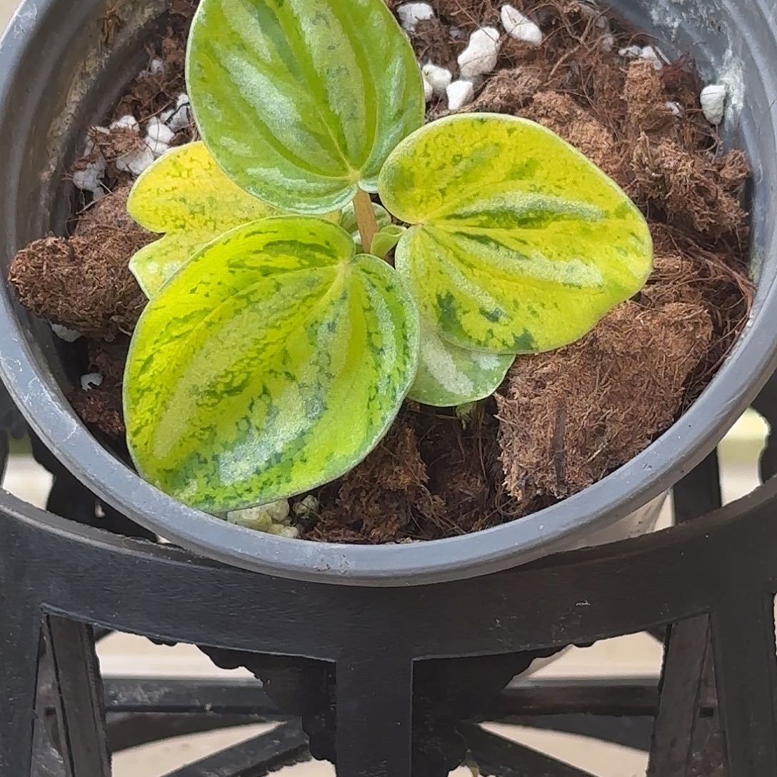 无花朵荧光西瓜焦草锦