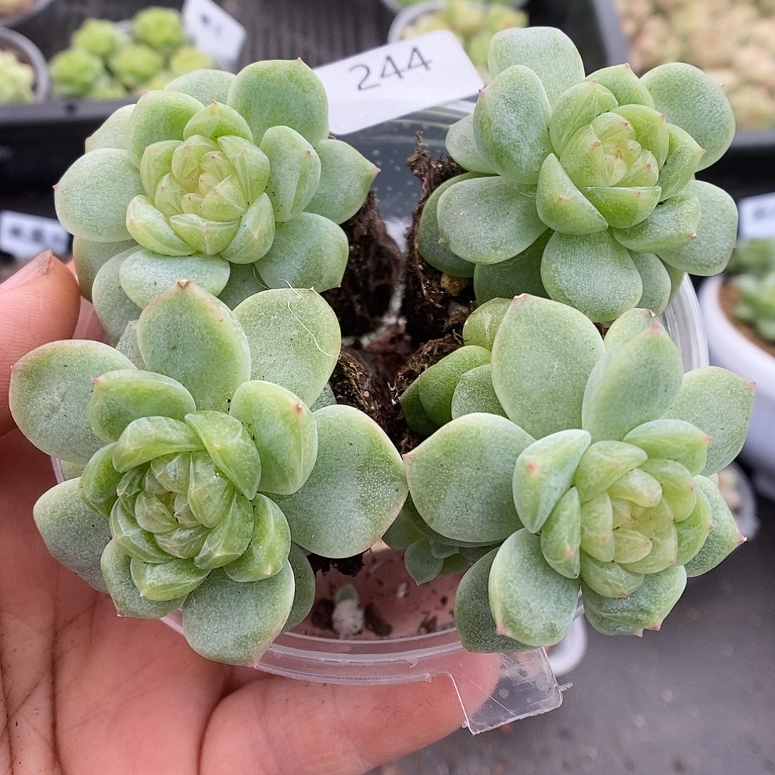一物一拍一物一拍911-244