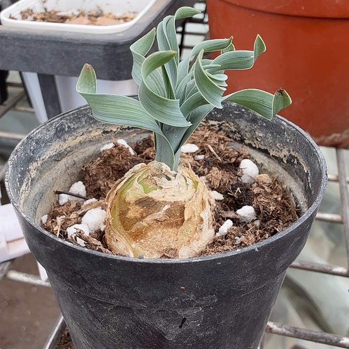 宽叶弹簧草6仙人球