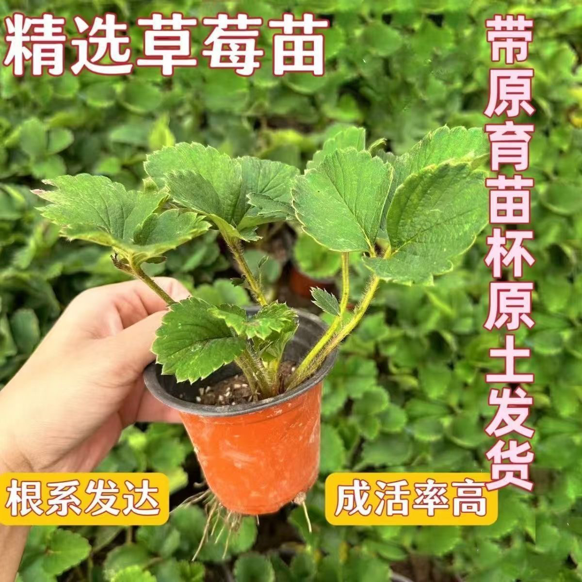 原杯原土草莓苗四季种植红颜宁玉草莓苗盆栽地栽阳台种植草莓秧苗