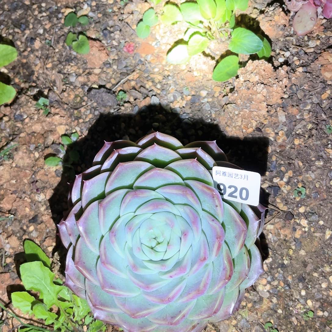 阿雅园艺 带桩发货920