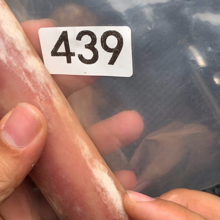 大果紫檀（缅甸花梨）