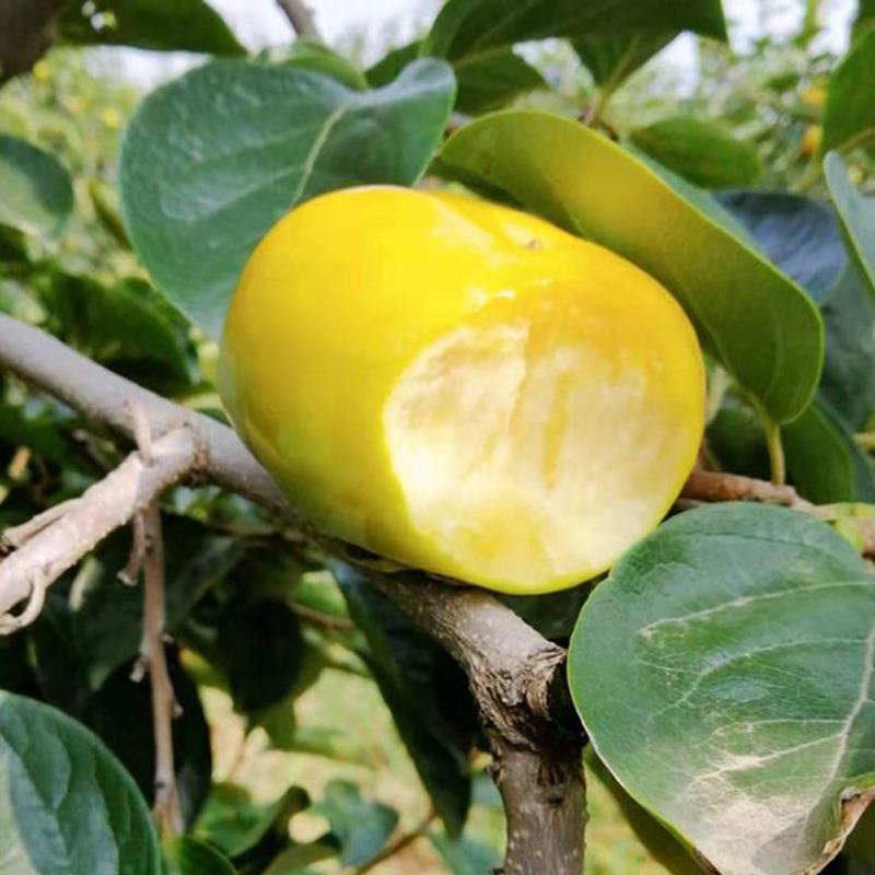 脆甜柿青柿子水果柿子树嫁接柿子苗南方北方种植地栽果树当年结果