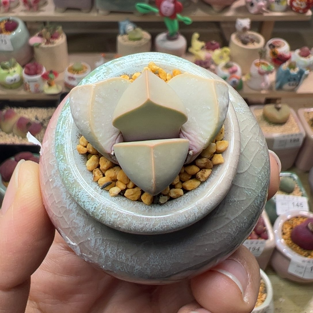 多肉植物199号魔玉