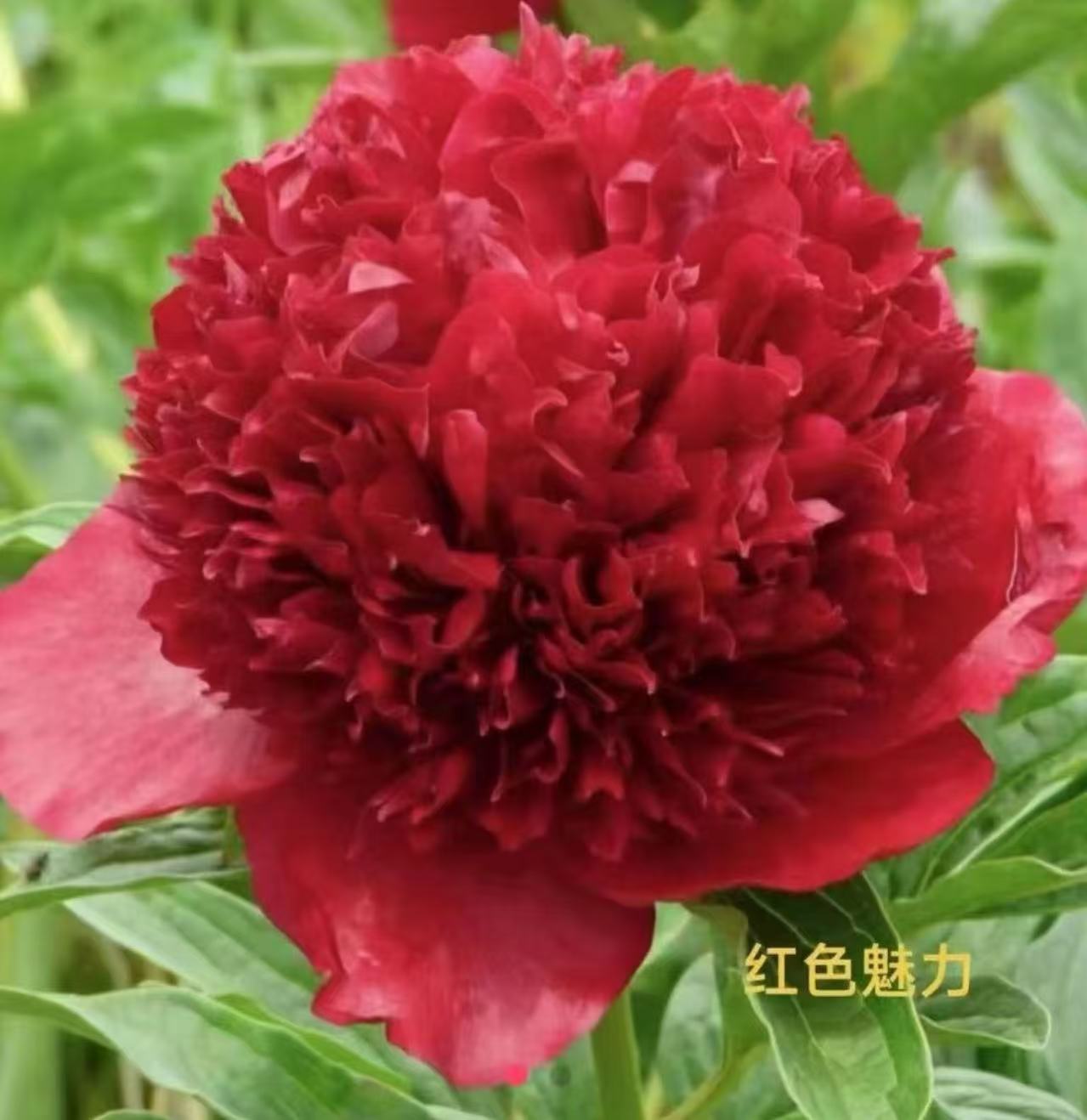 大红色系千层重瓣芍药花【红色魅力】洛阳基地直发