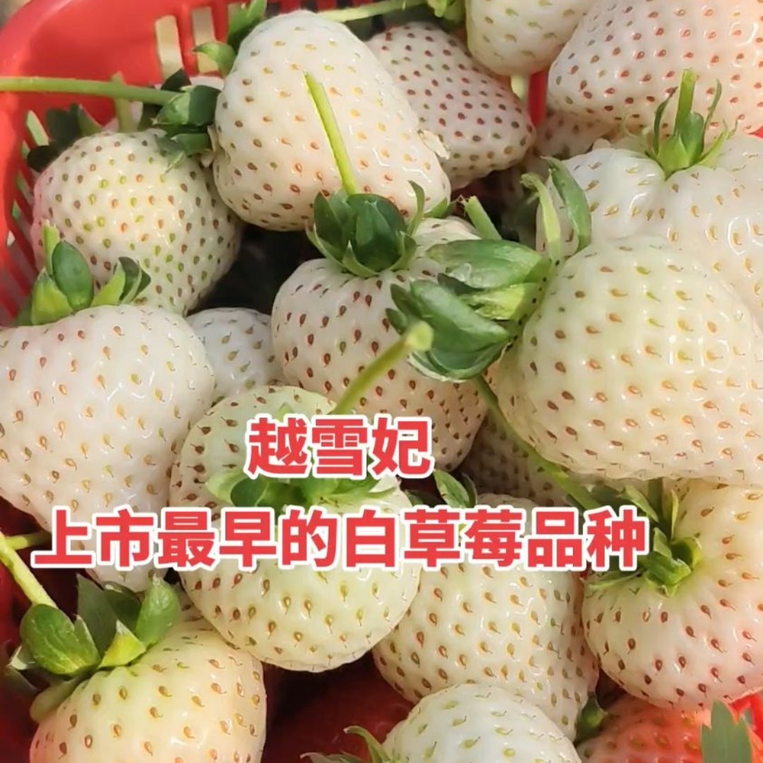 越雪妃草莓带花带果原盆原土1.2加仑盆栽草莓（果子不包售后）