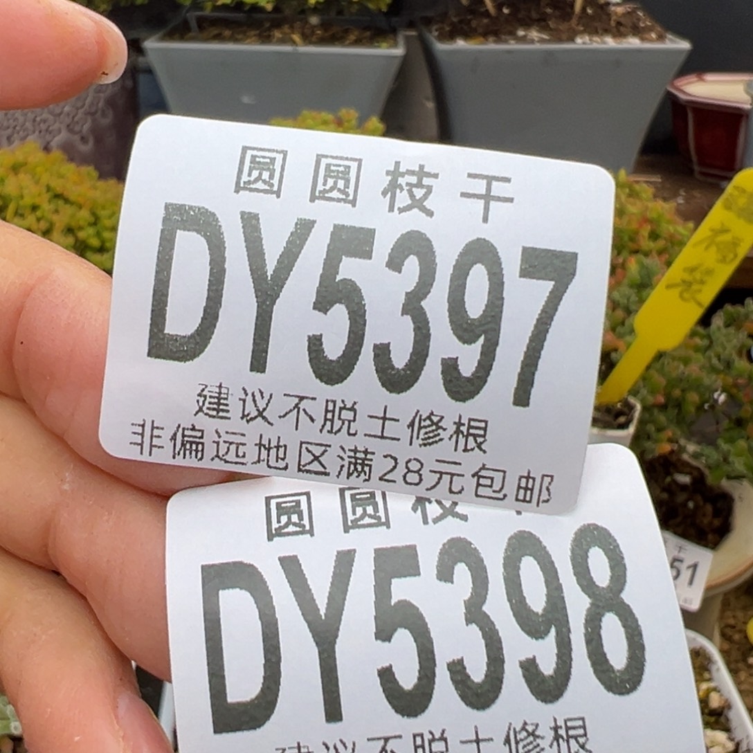 梨***漫dy5397/98小可爱橙叶锦盆口5cm