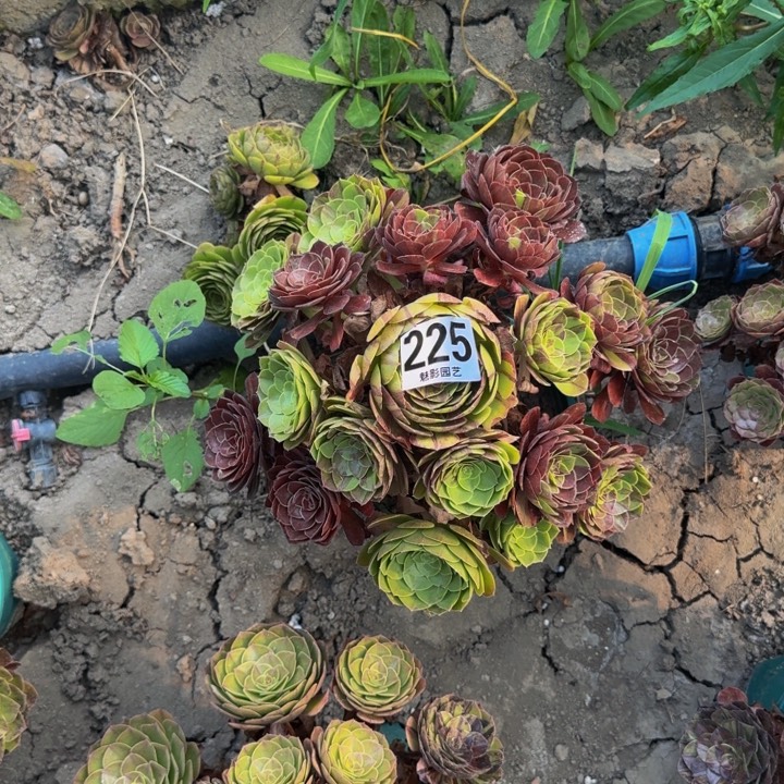 花月夜27-29包邮花花