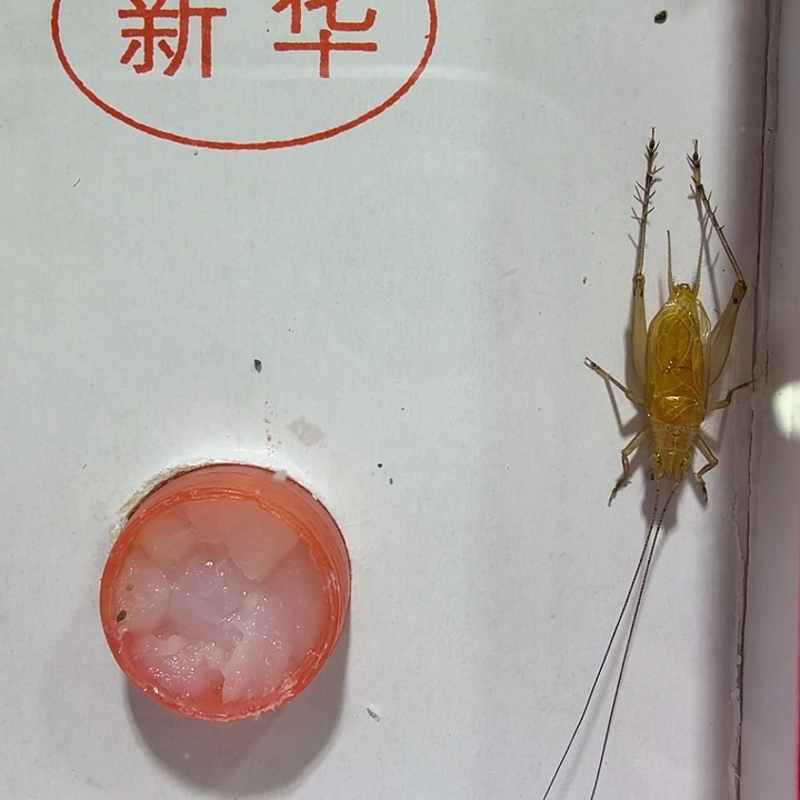 蟋蟀新华不包叫一条