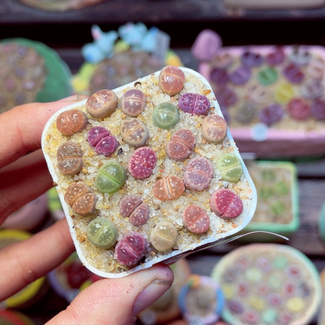 745生石花带盆发1