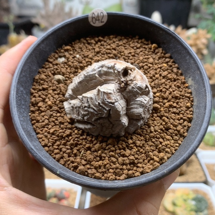 南非龟甲龙带盆4.4cm福利