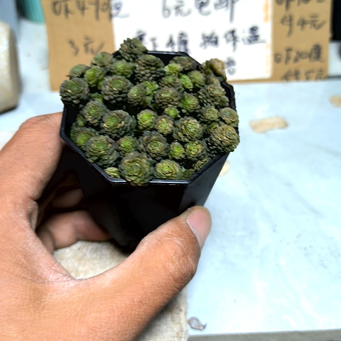 满6元包邮，#魔男八角盆