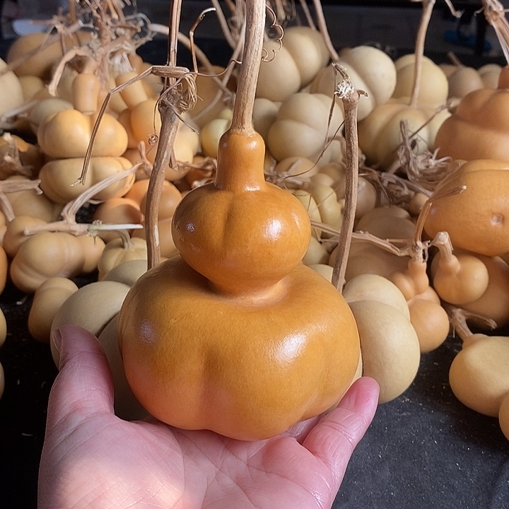 守**空葫芦的颜色很好看