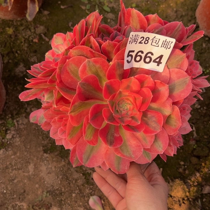 5664女巫多肉植物