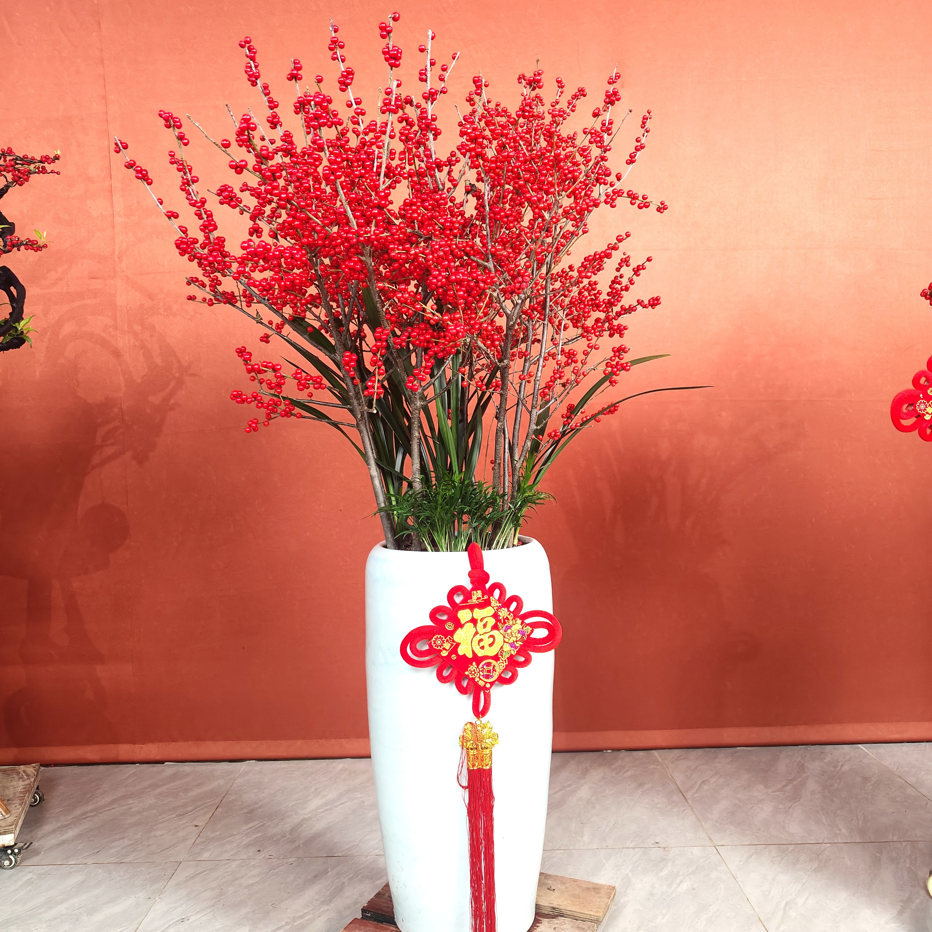 北美冬青盆栽室内外好养耐寒果期悠长红果喜庆绿植春节年宵花