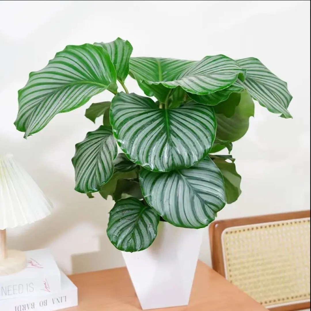 青苹果竹芋盆栽室内客厅办公室净化空气耐阴四季常青绿植