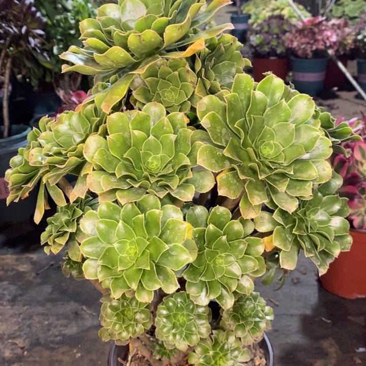 原始绿多肉植物41。