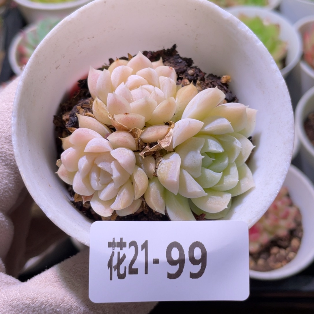 花利美21-99白月影