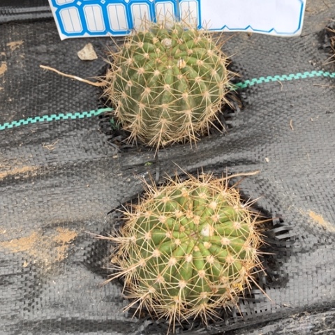 清清3-287毛花柱随机微瑕