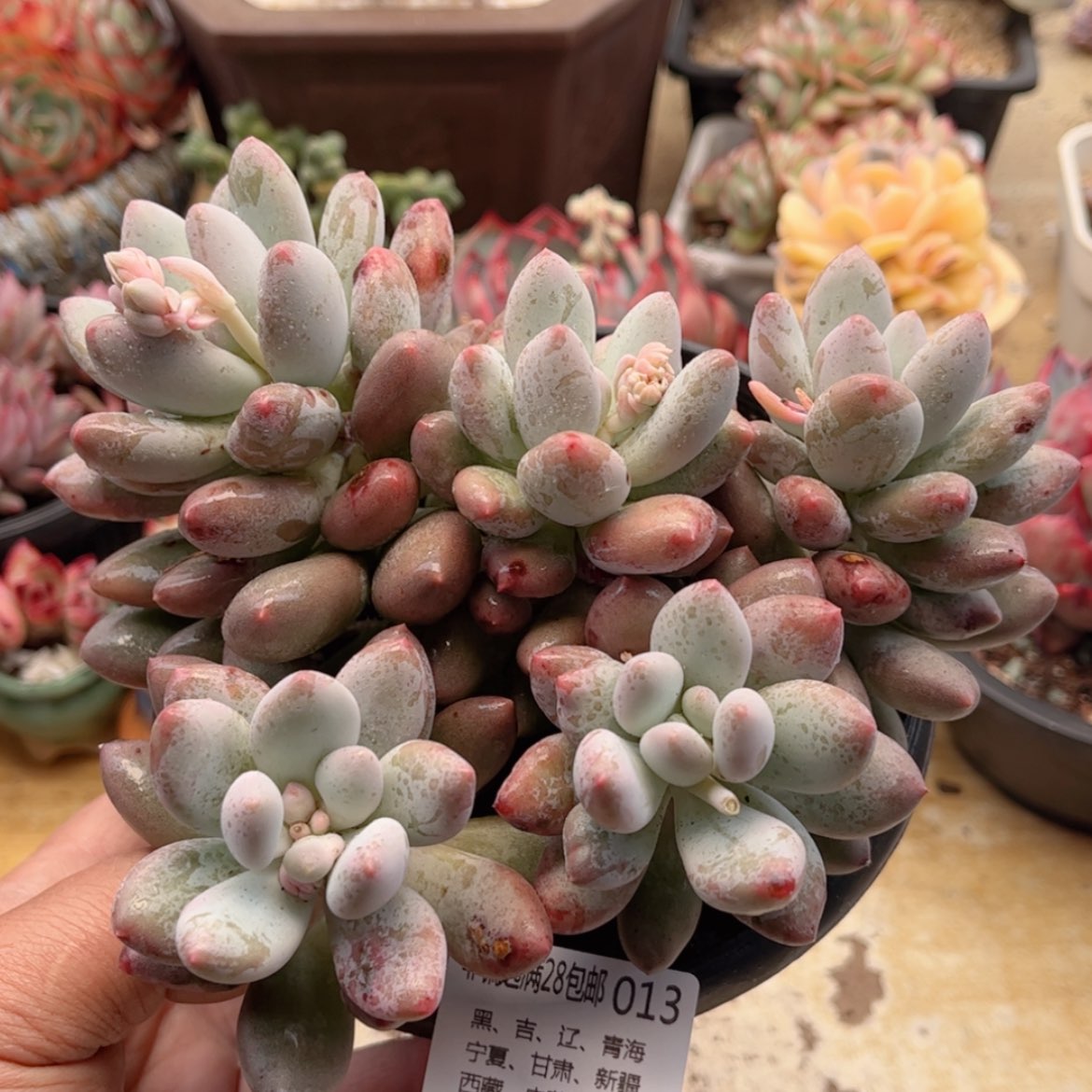 【闪购商品】013萝莉奶