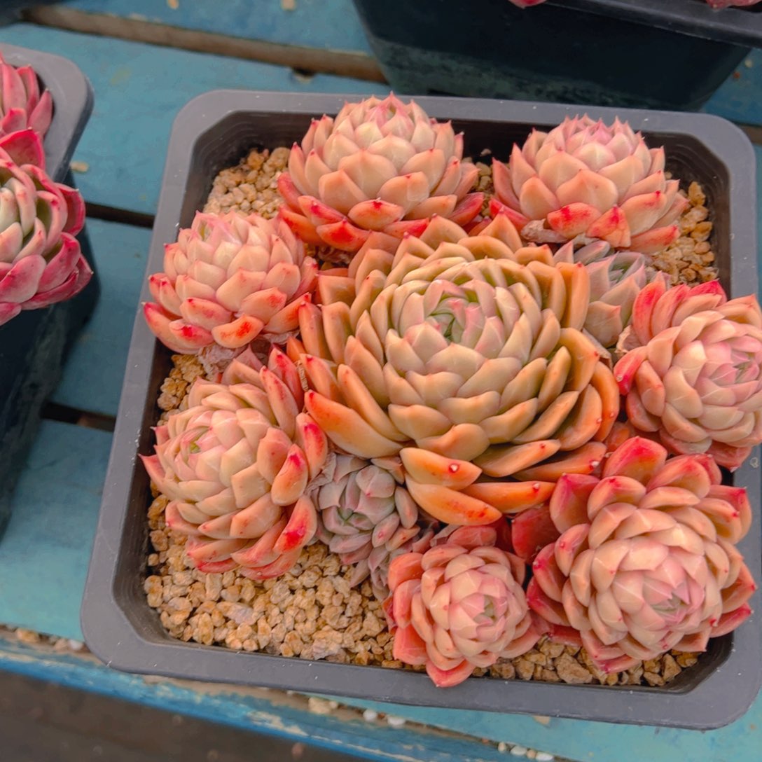 ^***多肉植物保护研究所