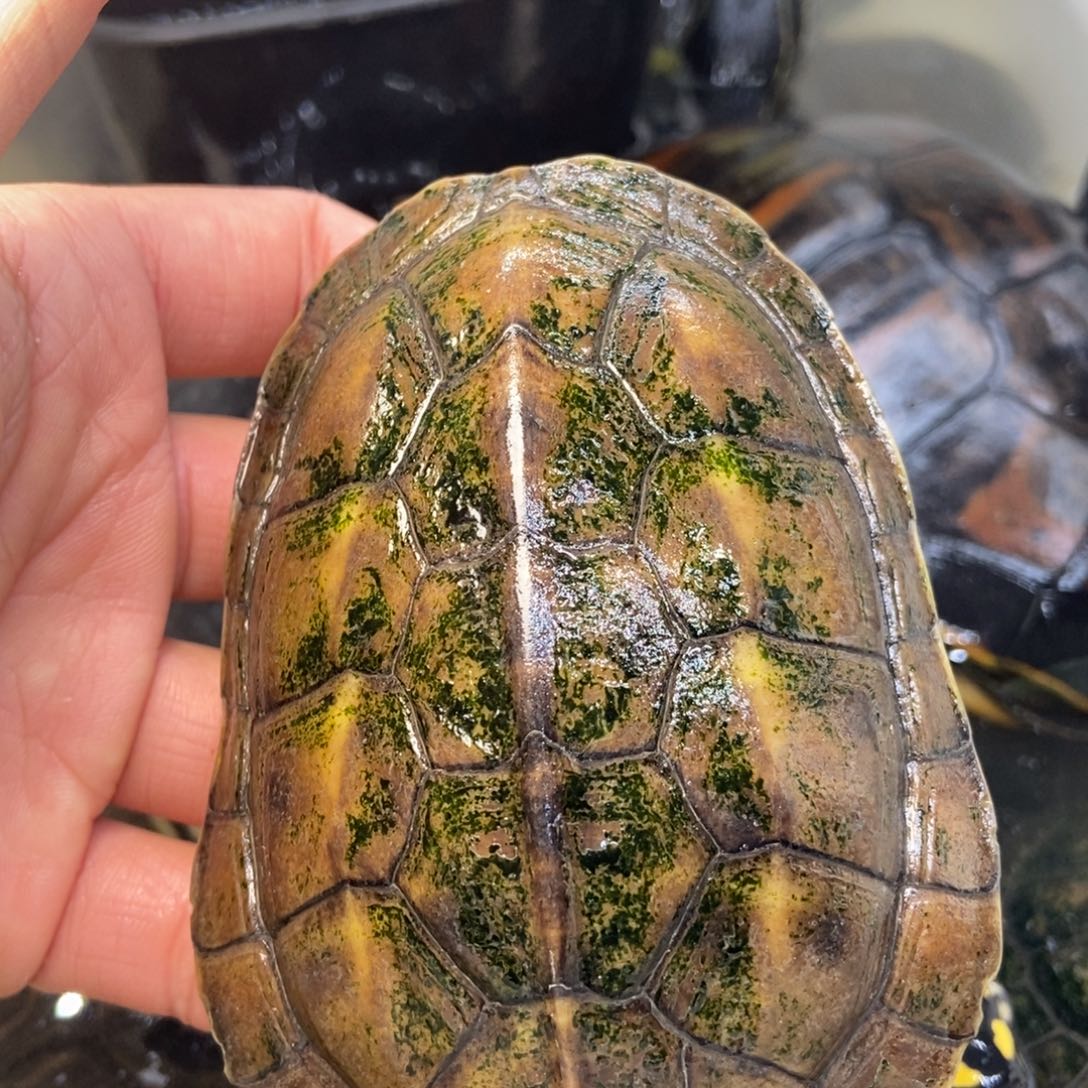 绿毛龟母12号脚瑕疵