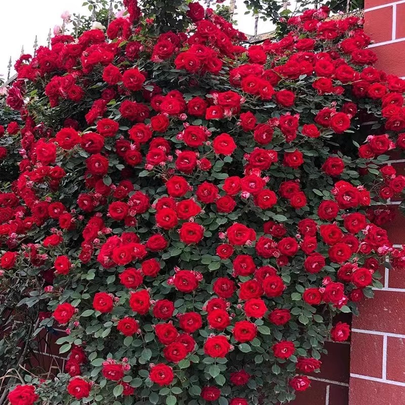 小女孩 爬藤月季大苗多花浓香蔷薇花苗阳台庭院植物多季开花