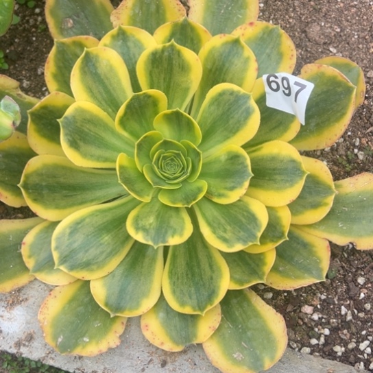 697黄锦多肉汁抓了