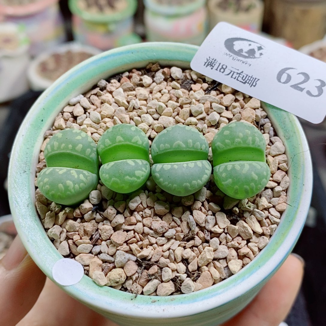 生石花花花花花花花花623