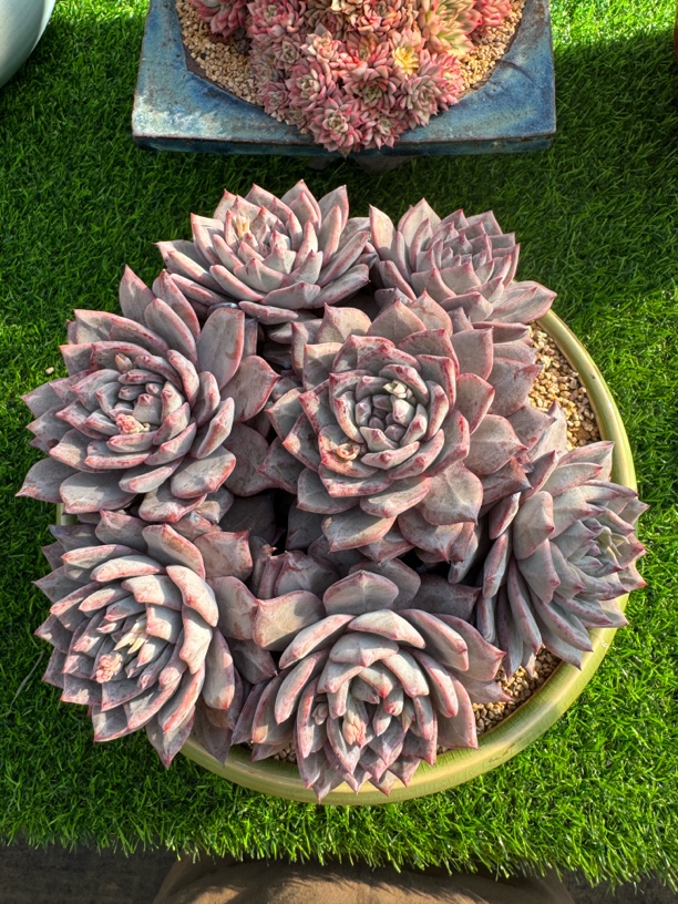粉蓝鸟群生多肉植物一物一拍