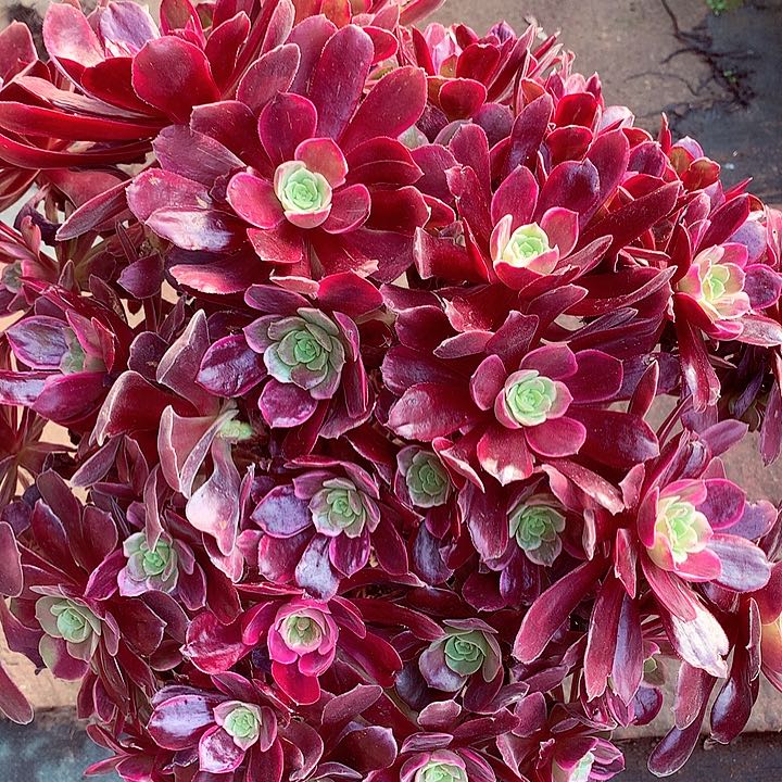 赤霞飞啊啊啊啊啊啊