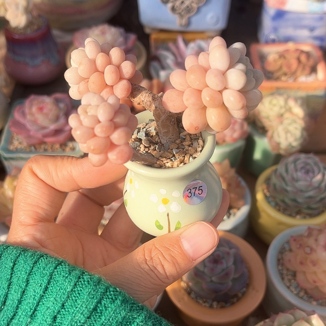 375 多肉含盆土 30元包邮 除偏远