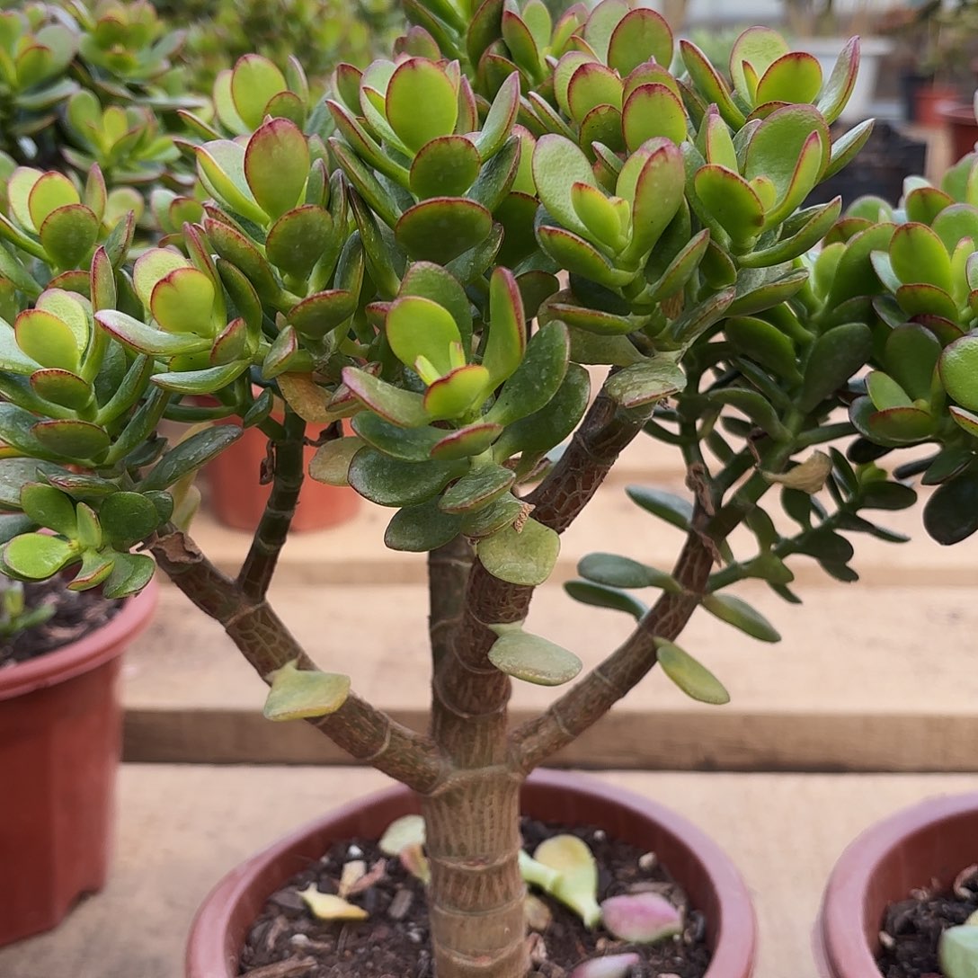 1418姬红花月摇钱树带盆发