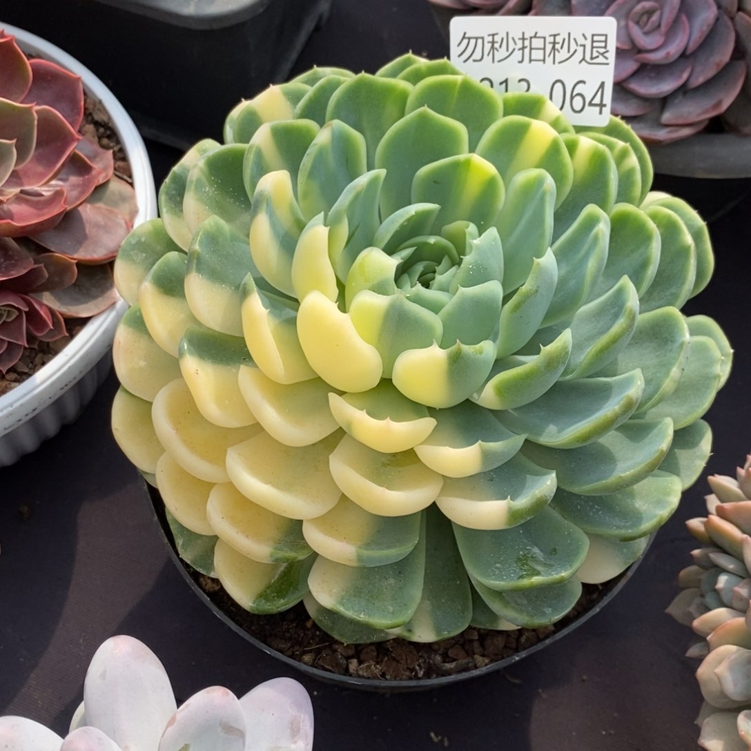 两单包邮1213-64昂斯诺锦