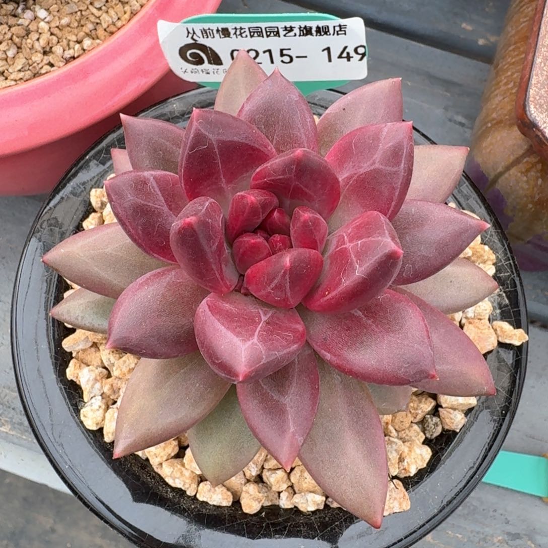 从前慢多肉精选编号0215.149