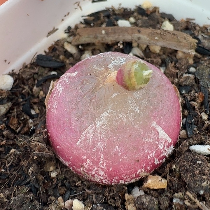 老马生石花2.1灯泡246