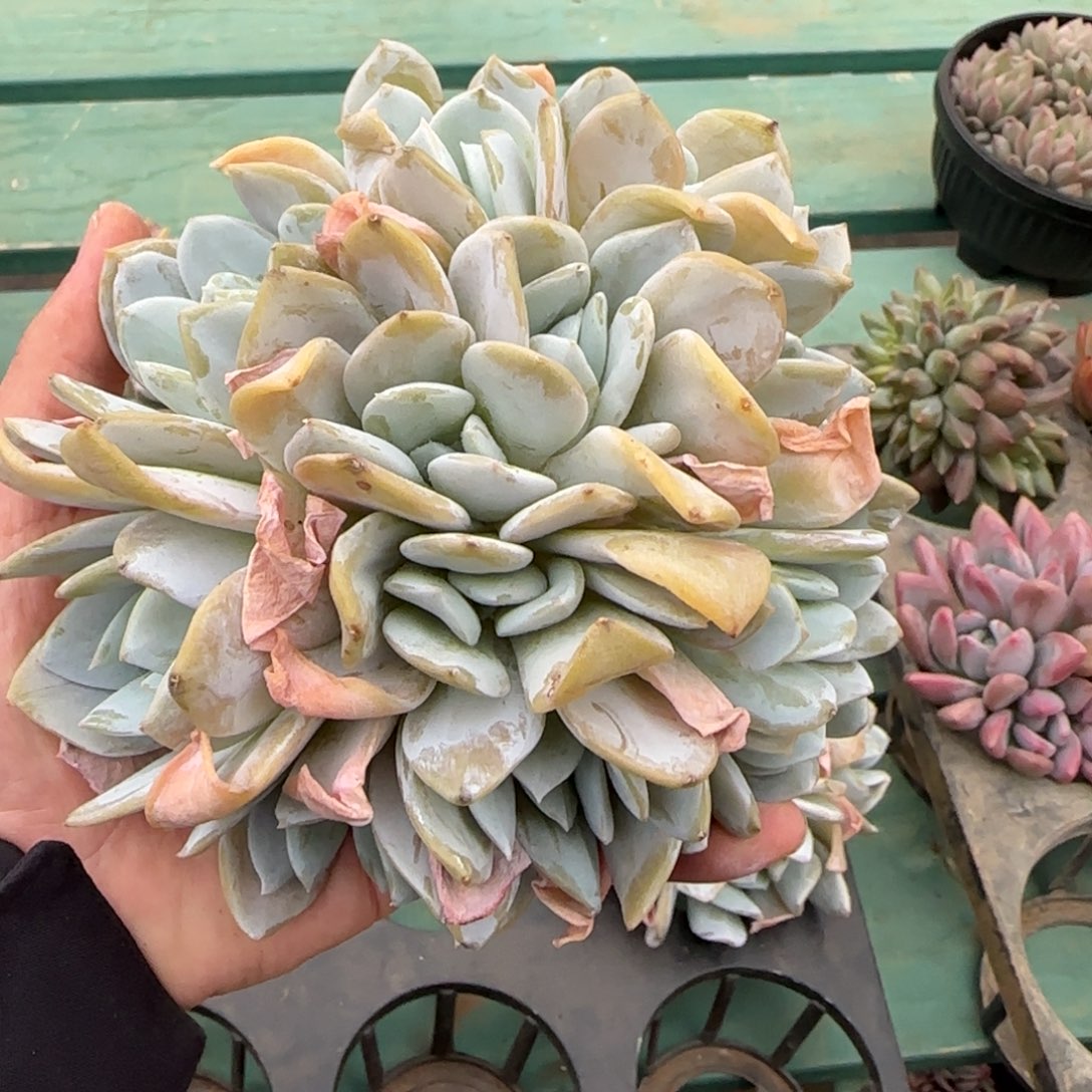 12头雪特，发货点延迟