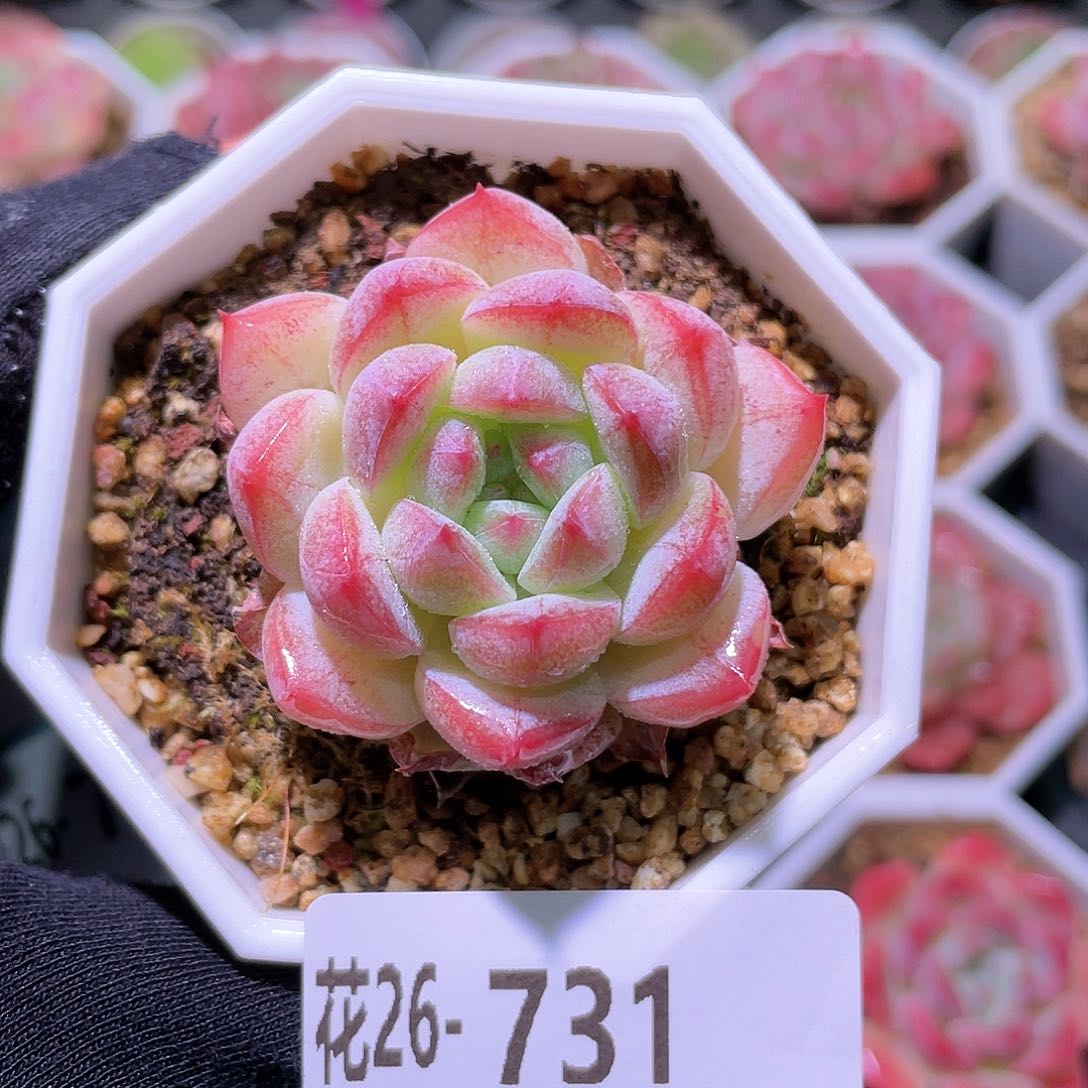 花利美26-731白桃汽水