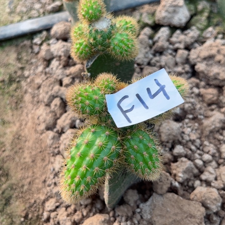 F14火龙果嫁接金妞多夫38