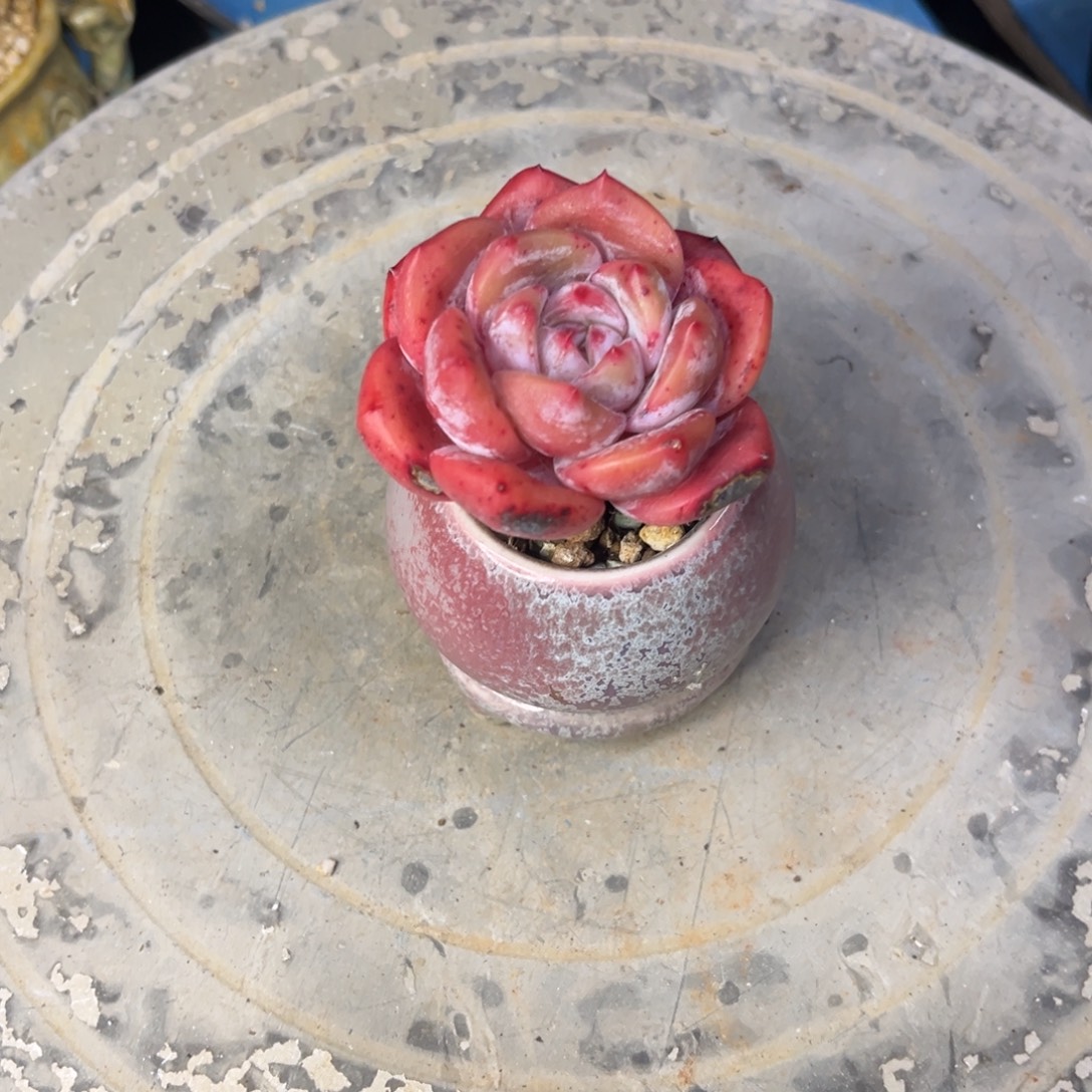 梦露杂交多肉单头